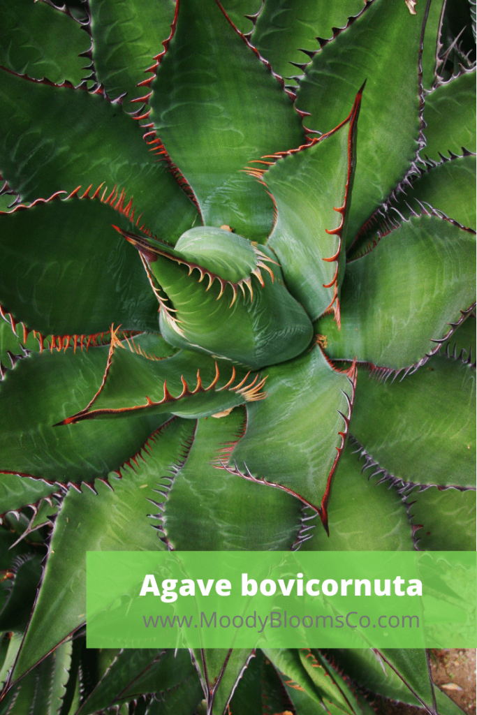 Agave