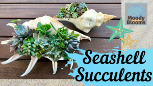 succulent seashells