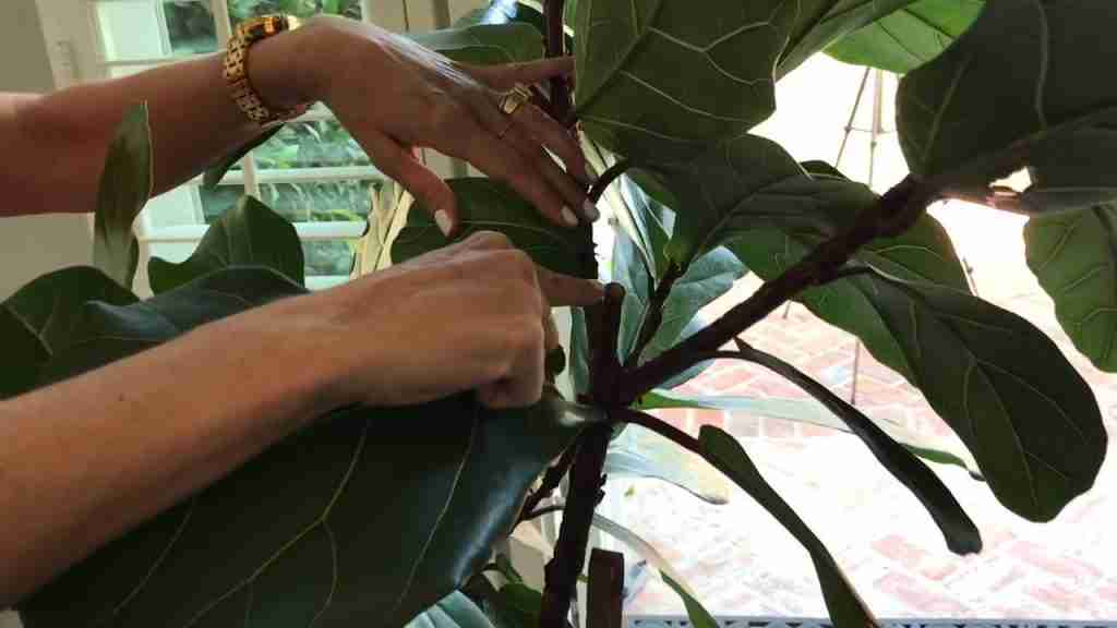 Propagate Fiddle Leaf Fig Ficus Lyrata care Moody Blooms