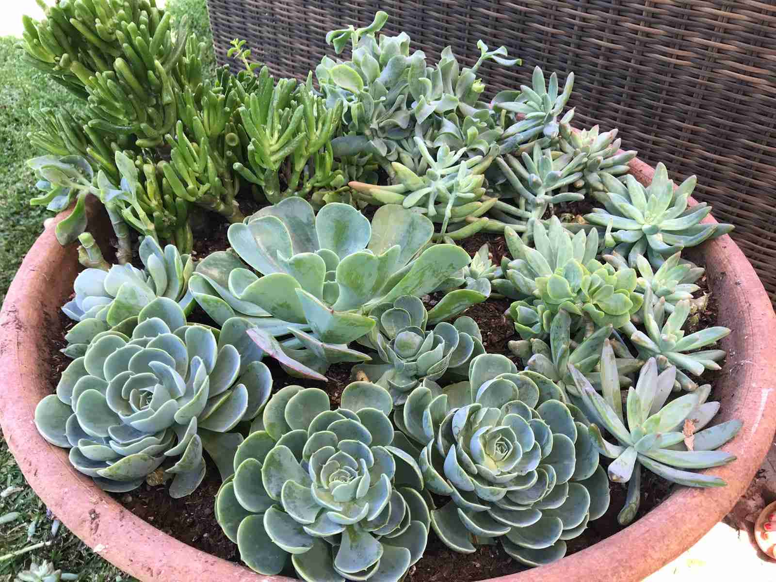 How to PRUNE and PROPAGATE overgrown SUCCULENTS Moody Blooms