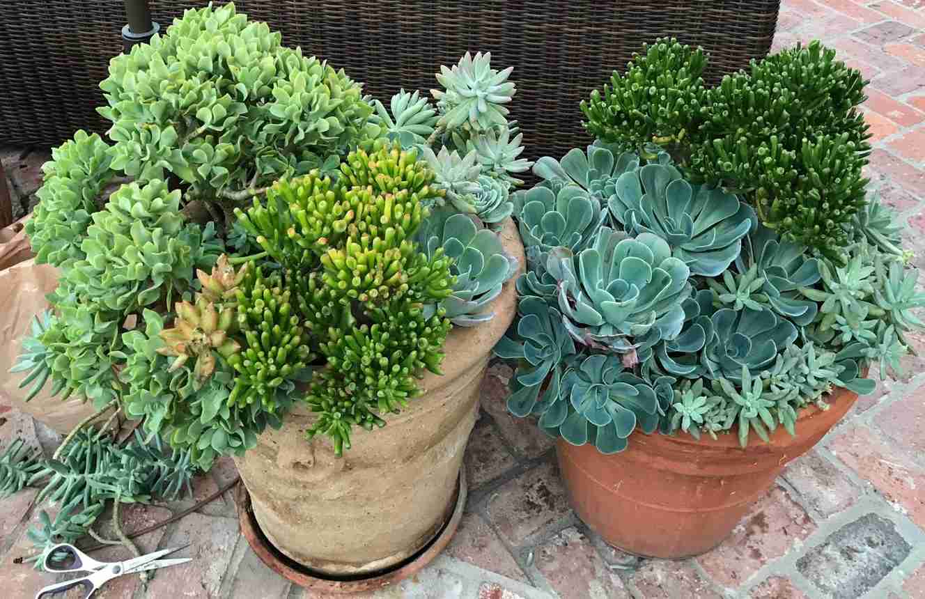 How To Prune And Propagate Overgrown Succulents In Need Of A Trim With Moody Blooms Moody Blooms