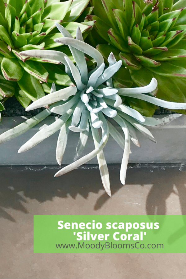 Senecio - Moody Blooms
