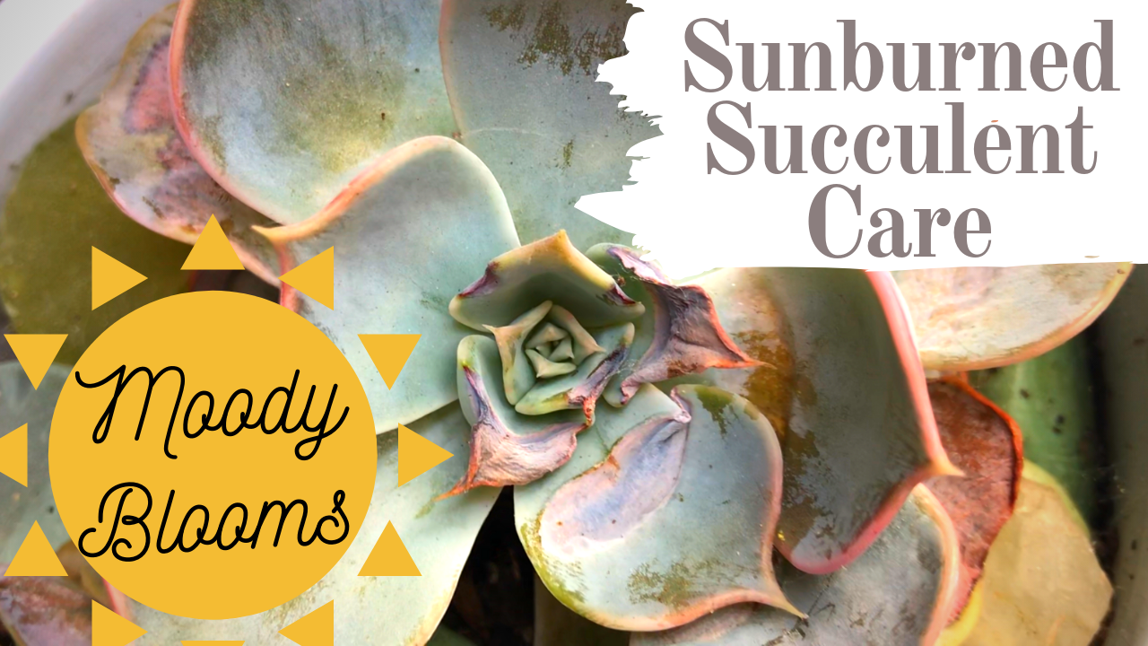 Sunburned Succulent care! Save your dying plants Moody