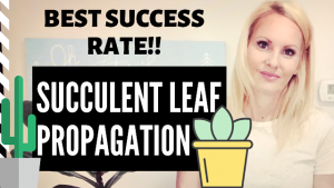 PROPAGATING succulent LEAVES
