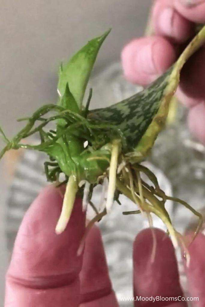 Succulent Water Propagation - Moody Blooms