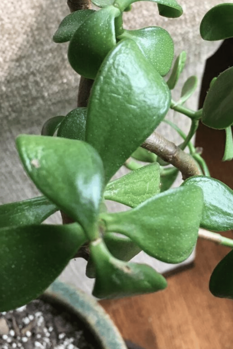Crassula Ovata Jade Plant Care Moody Blooms Moody Blooms