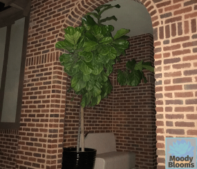 6 Lessons from Fiddle Leaf Fig