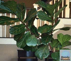 6 Lessons from Fiddle Leaf Fig