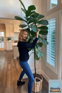 Fiddle leaf fig