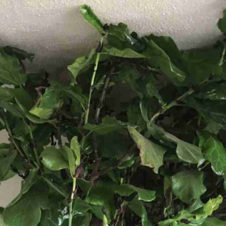 Ficus Lyrata hitting the ceiling