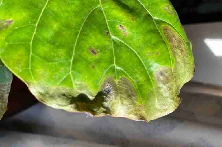 Fungus on Fiddle leaf fig