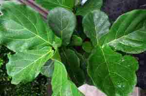 Fiddle leaf fig tree brown spots and how to fix them