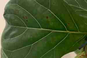 Ficus Lyrata bacterial infection