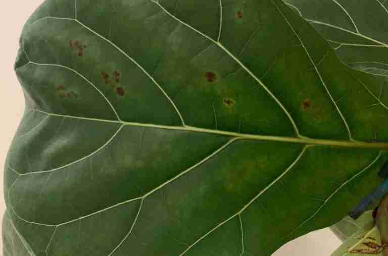 Ficus Lyrata bacterial infection