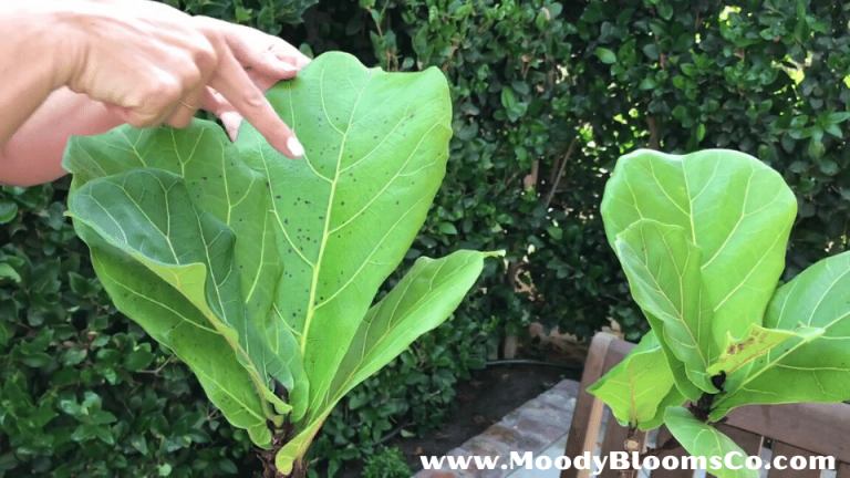Fiddle leaf brown spots and how to fix them