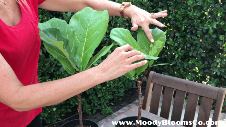 Fiddle leaf brown spots and how to fix them