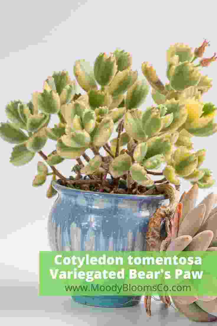 Cotyledon tomentosa Bear's Paw Plant