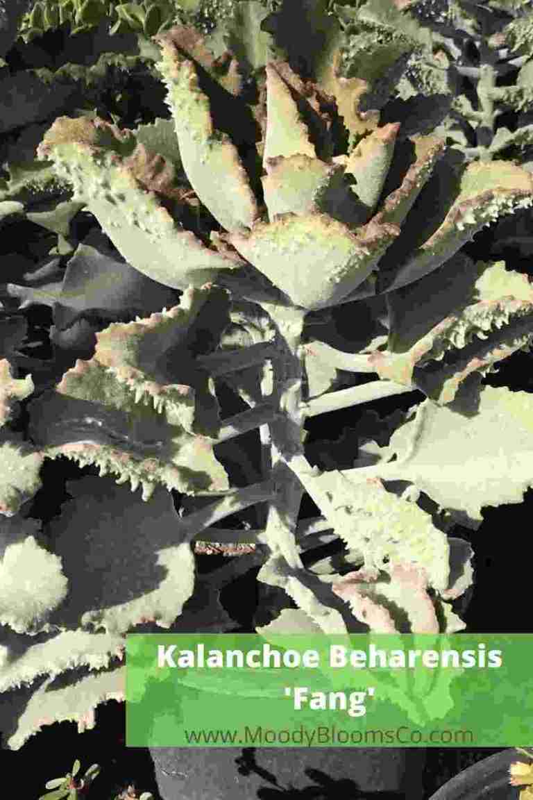 Kalanchoe beharensis fang