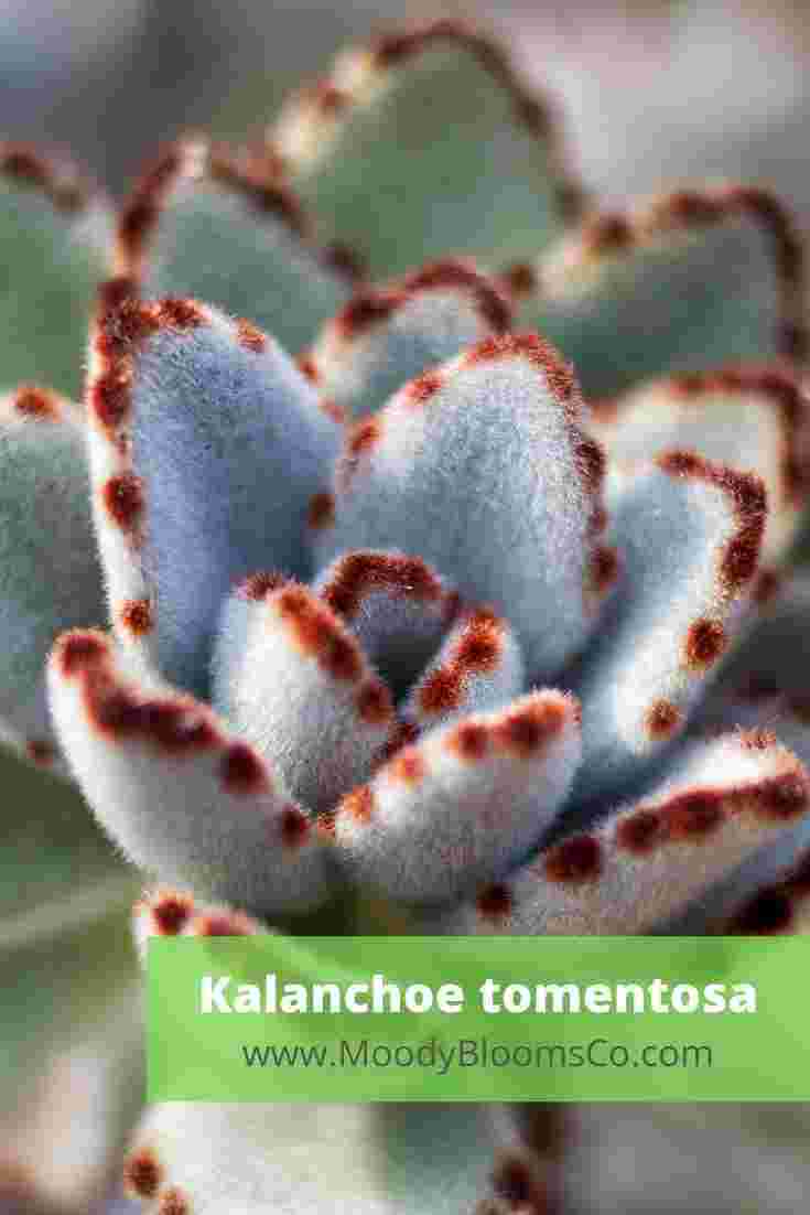 Kalanchoe tomentosa Panda Plant