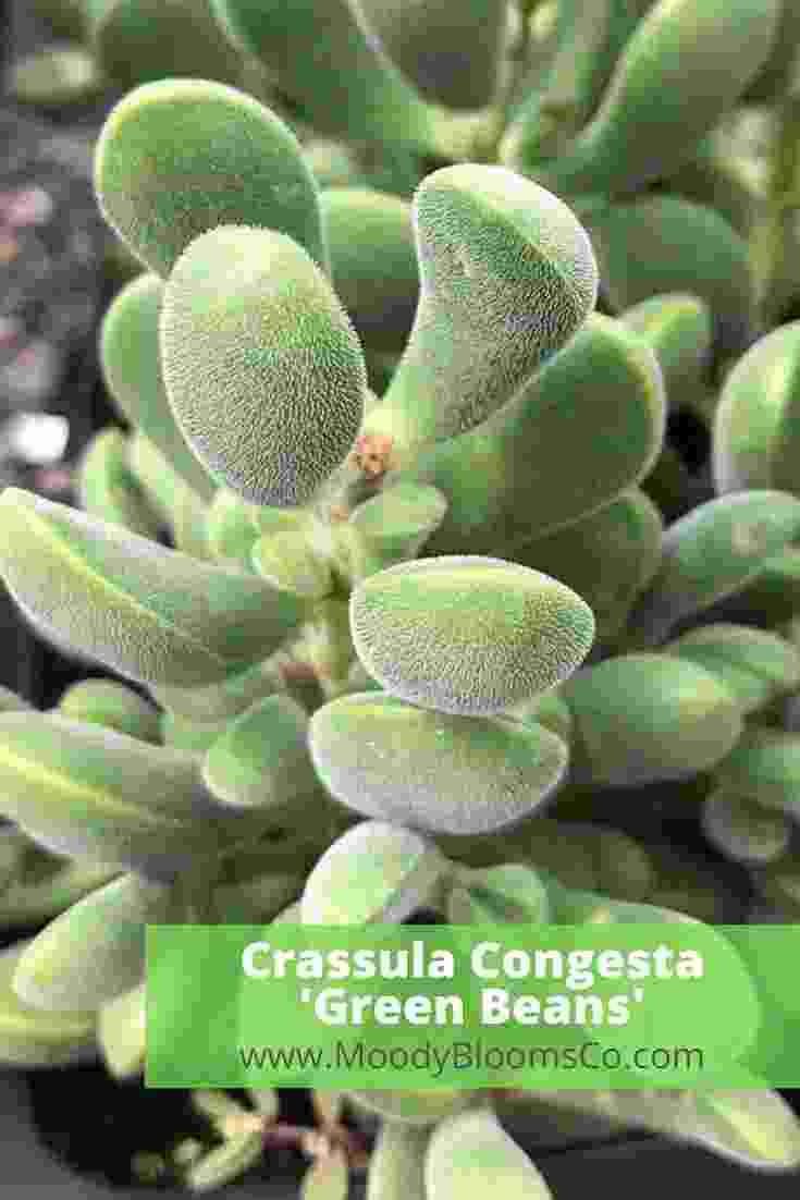 Crassula congesta Green Bean