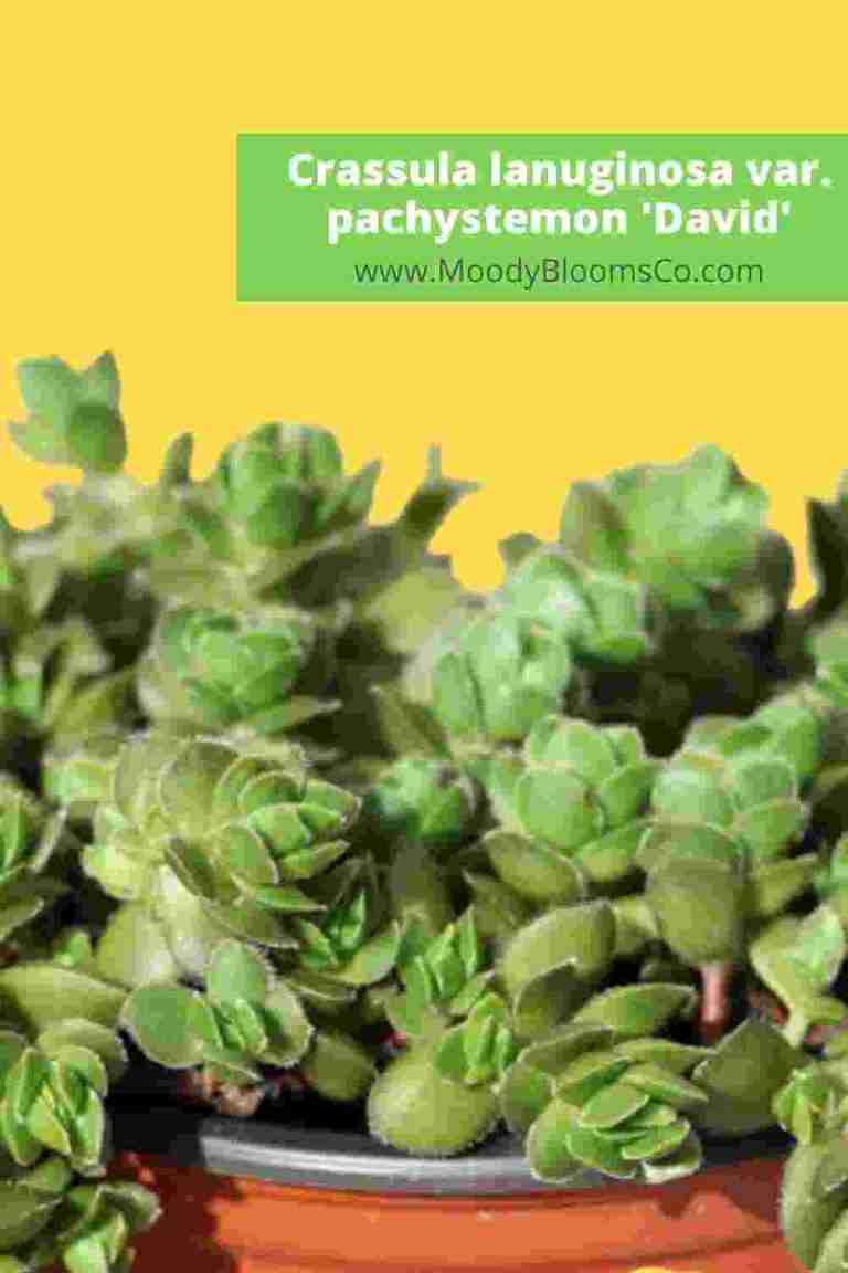 FUZZY SUCCULENTS Soft & Velvety Plants Crassula lanuginosa var. pachystemon 'David'