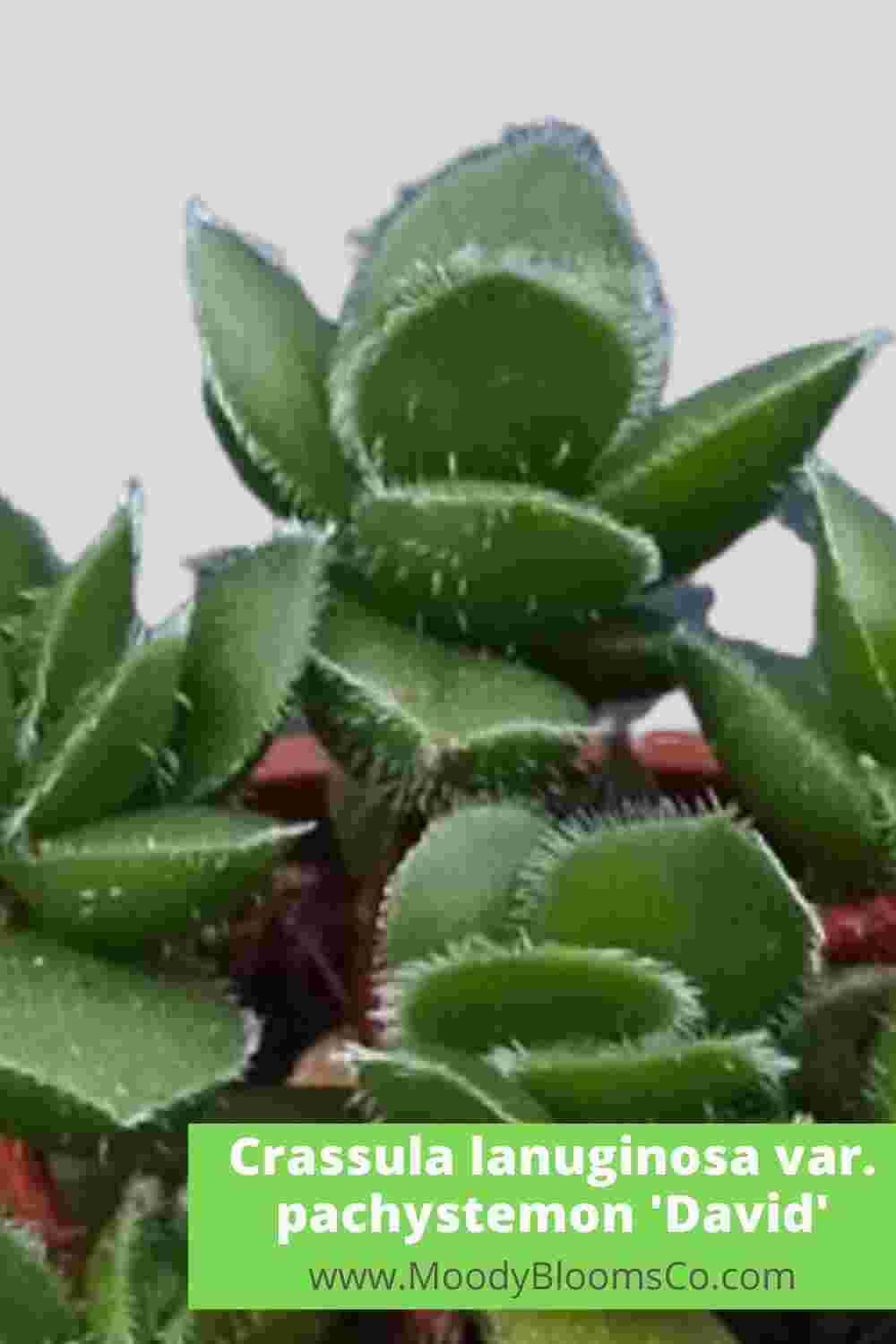 FUZZY SUCCULENTS Soft & Velvety Plants Crassula lanuginosa var. pachystemon 'David'