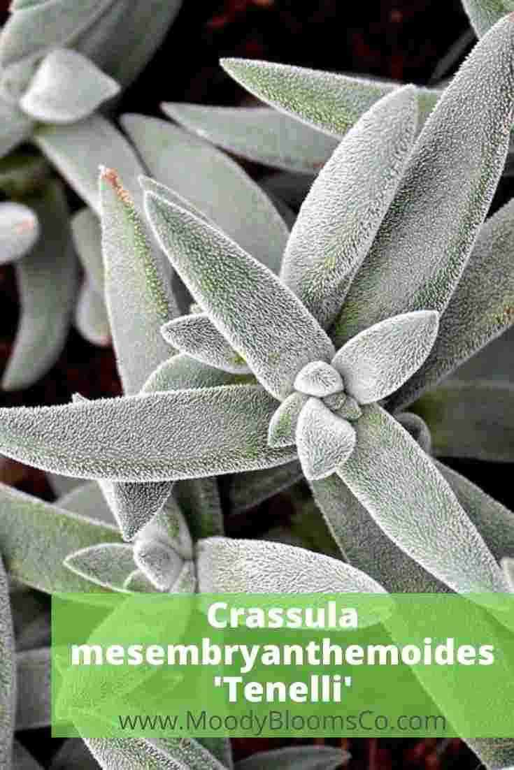 FUZZY SUCCULENTS Soft & Velvety Plants Crassula mesembryanthemoides 'Tenelli'