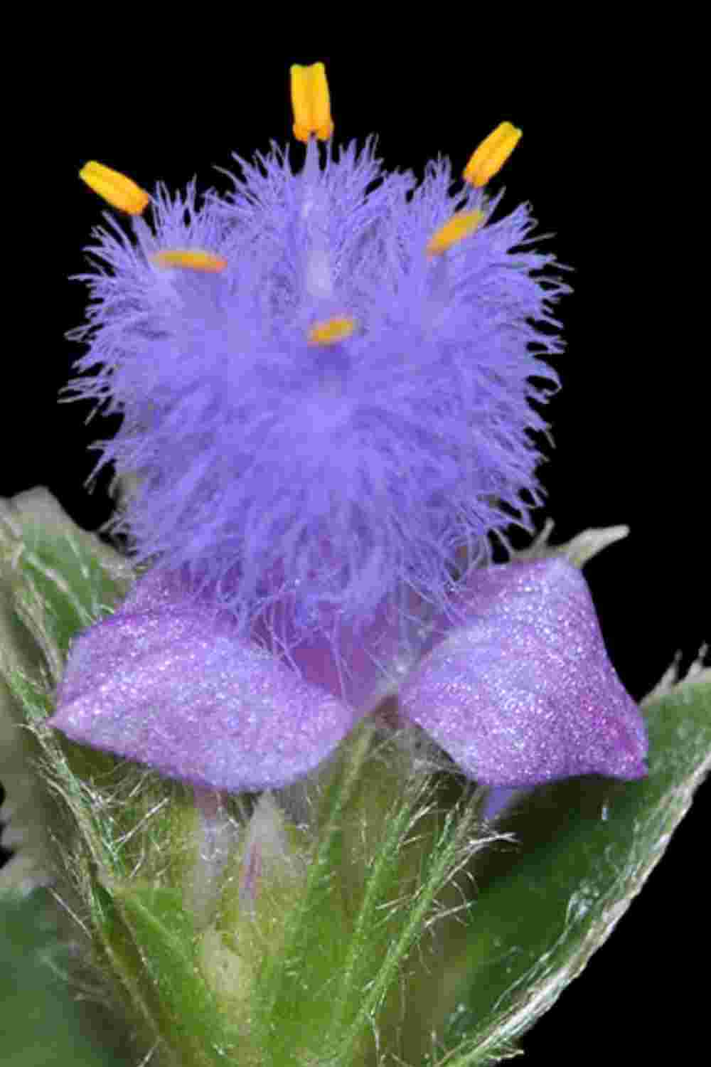 FUZZY SUCCULENTS Soft & Velvety Plants Cyanotis somaliensis Pussy ears Bloom