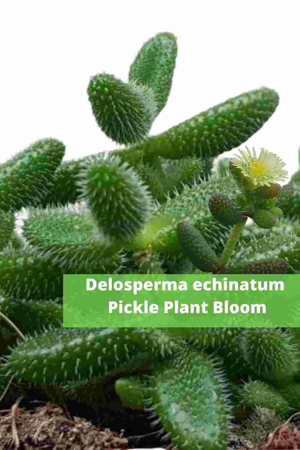 FUZZY SUCCULENTS Soft & Velvety | Moody Blooms