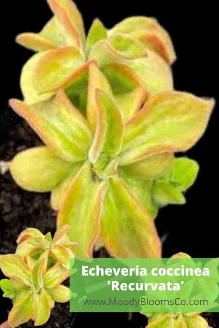 fuzzy succulents Echeveria coccinea 'Recurvata'