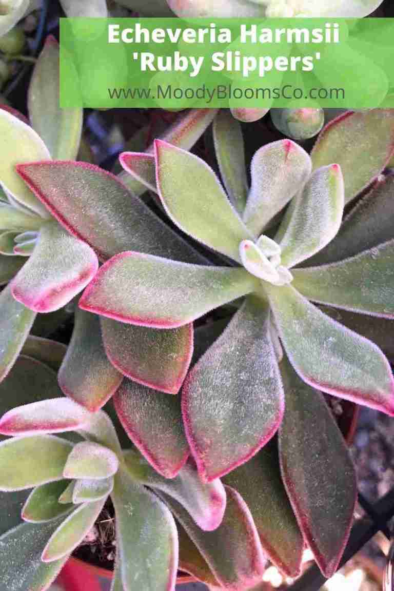 Fuzzy Succulents Echeveria Harmsii 'Ruby Slippers'