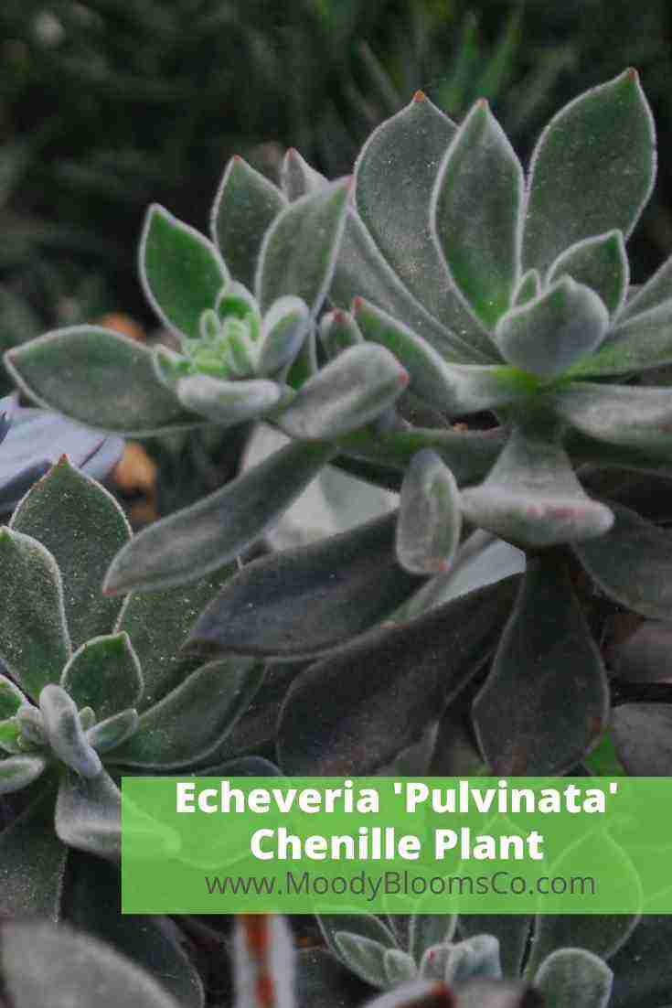 Echeveria 'Pulvinata' Chenille Plant