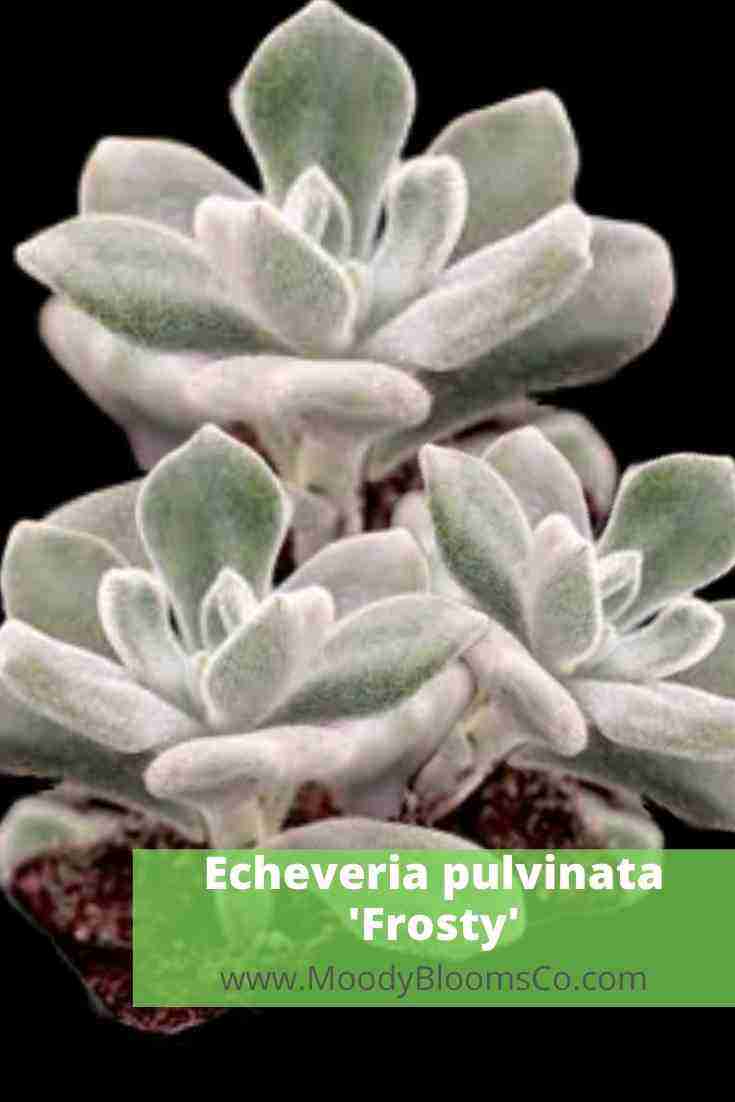 Echeveria pulvinata ‘Frosty’