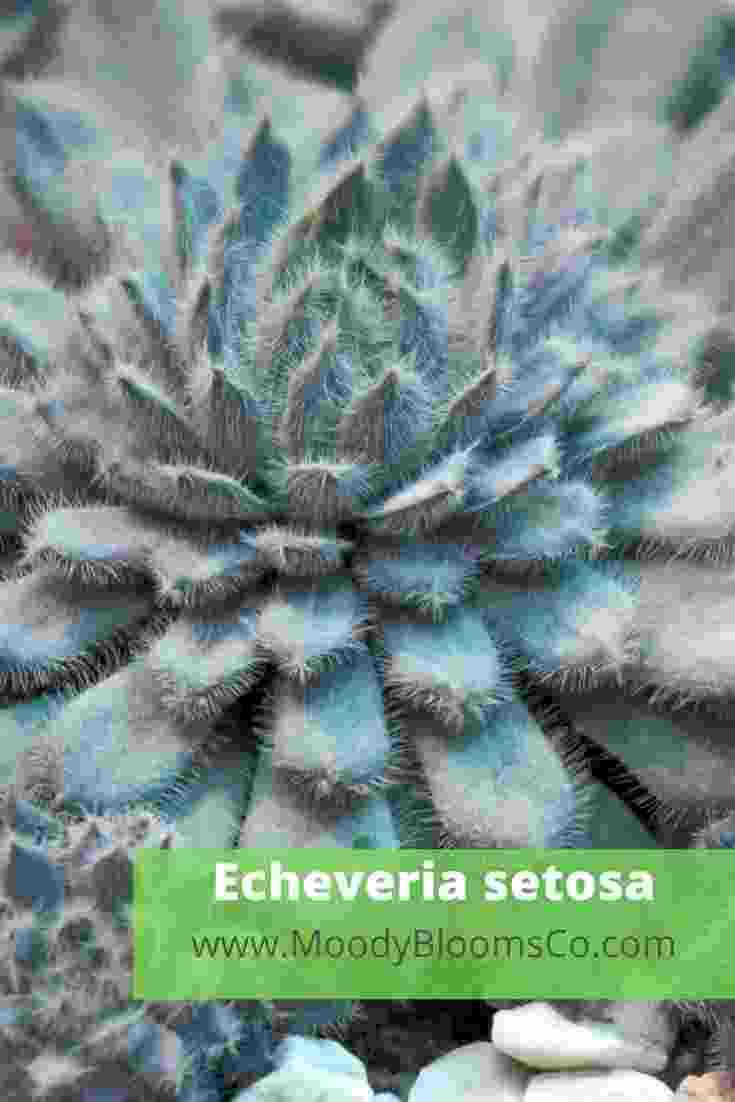 Fuzzy succulents Echeveria setosa