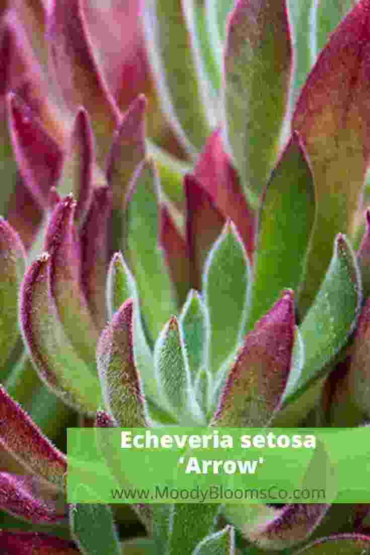 Echeveria setosa 'Arrow’