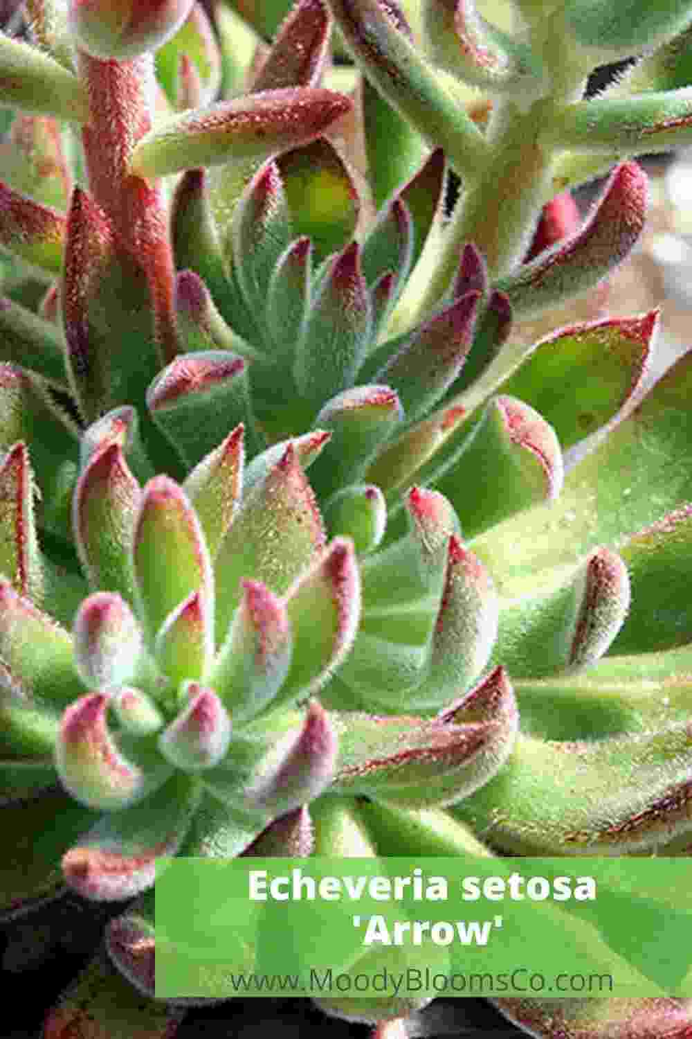 Echeveria setosa 'Arrow’