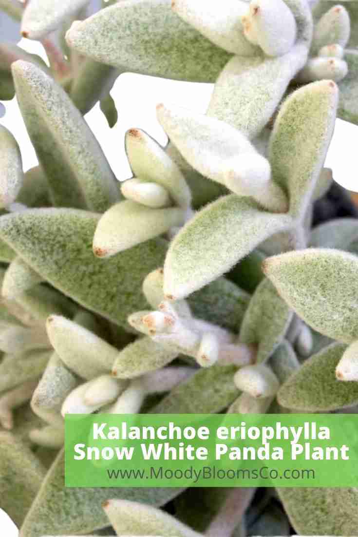 Kalanchoe eriophylla