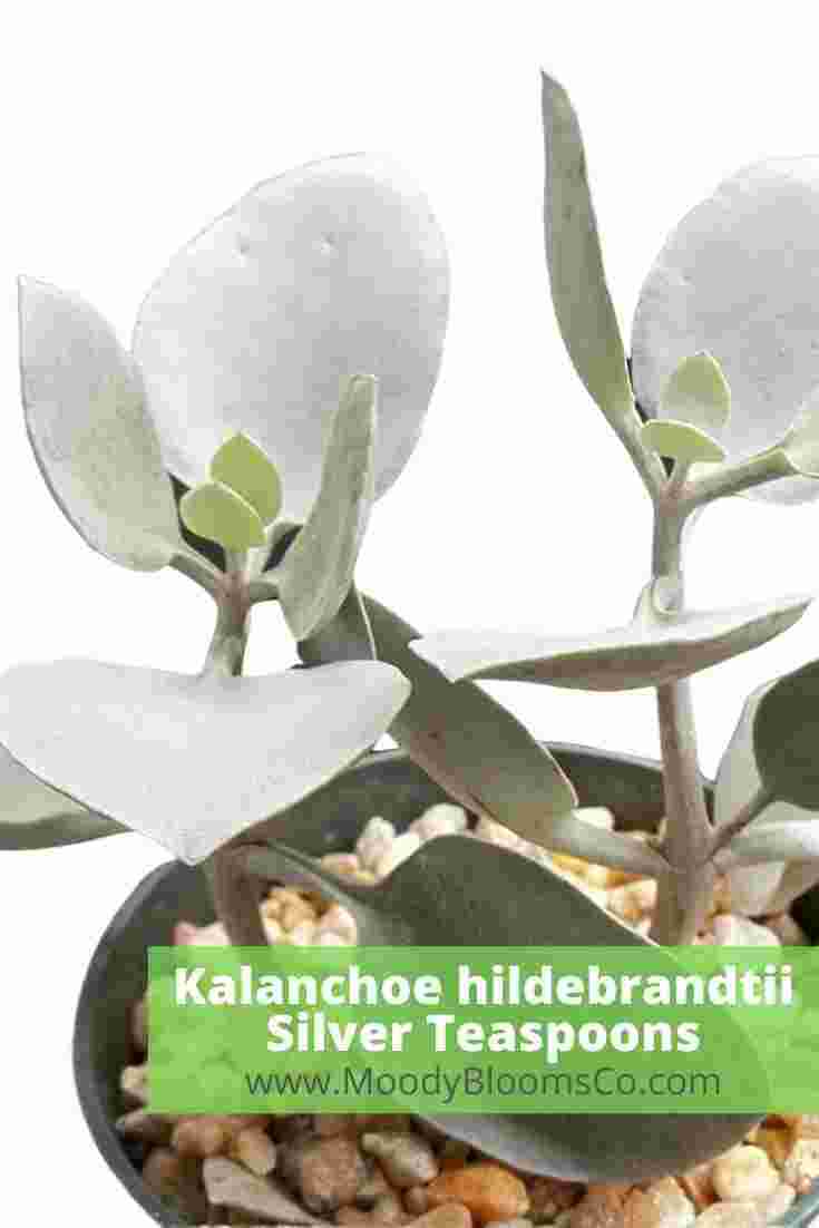 Kalanchoe hildebrandtii Silver Teaspoons