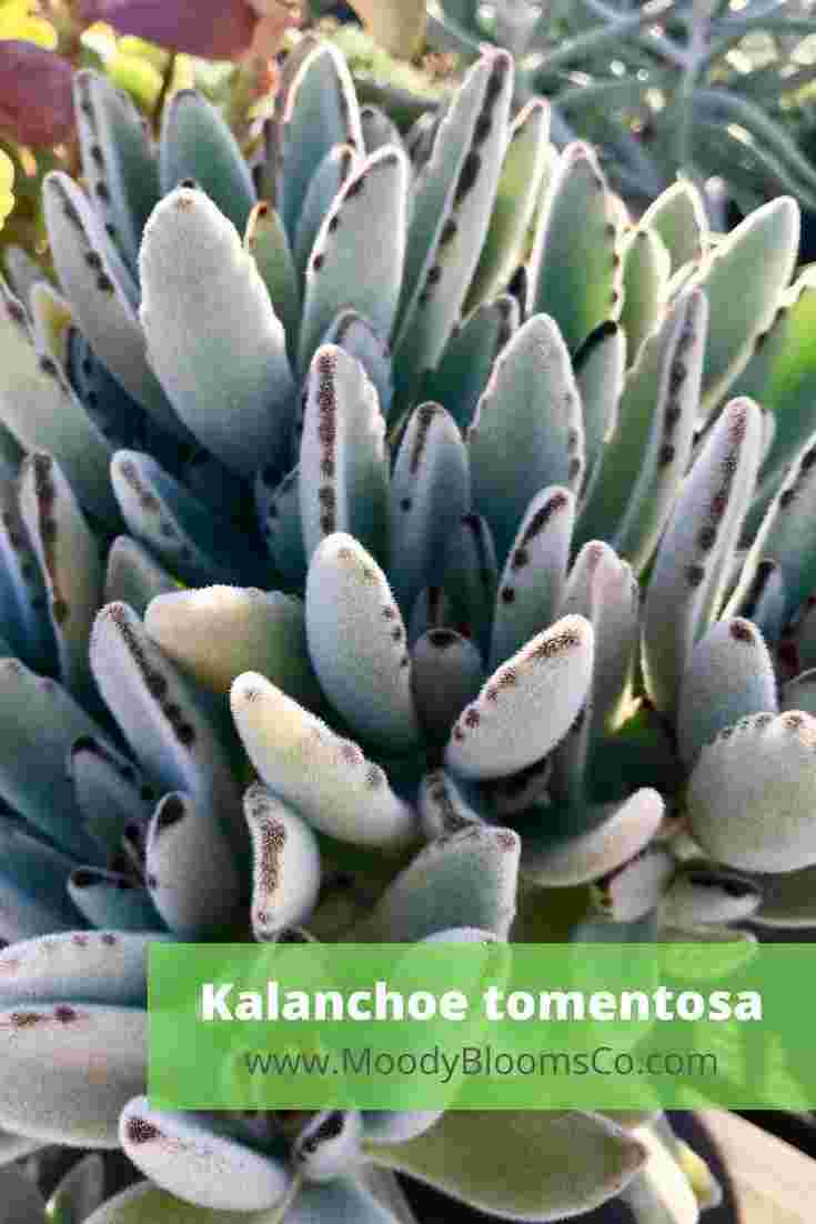 Kalanchoe tomentosa Panda Plant