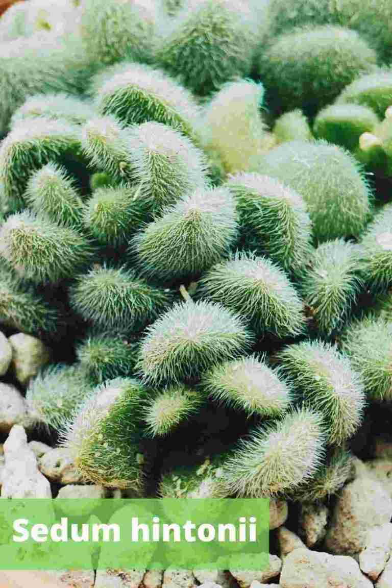 FUZZY SUCCULENTS Soft & Velvety Plants Sedum hintonii