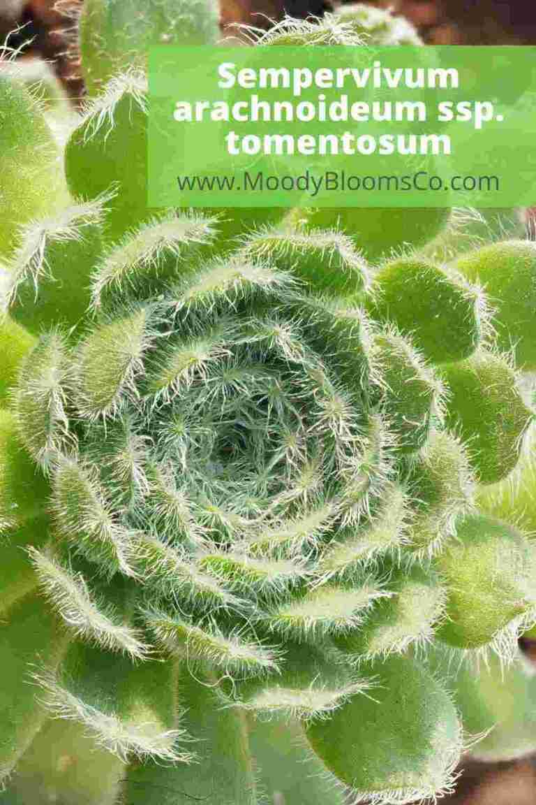 Sempervivum arachnoideum ssp.tomentosum