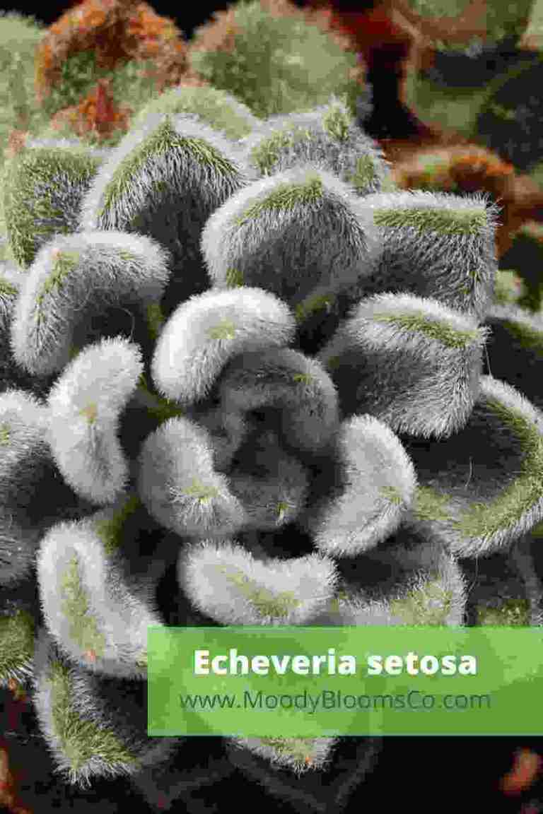 echeveria Setosa