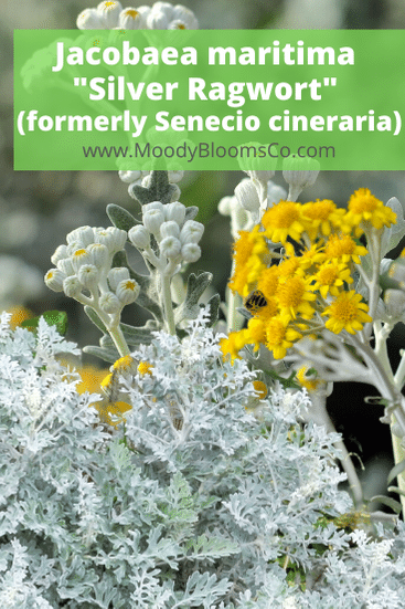 Senecio