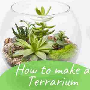 How to make a Terrarium