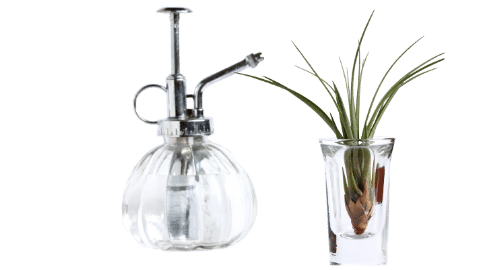 Air Plant Care Guide – Tillandsias