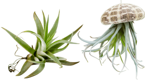 Air Plant Care Guide – Tillandsias