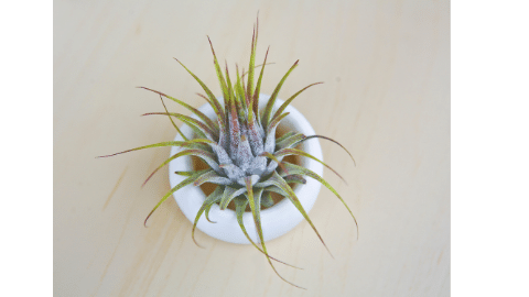 Air Plant Care Guide – Tillandsias