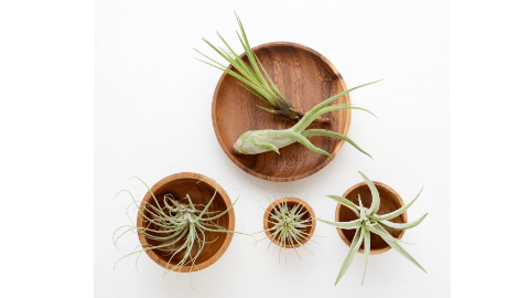 Air Plant Care Guide – Tillandsias