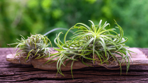 Air Plant Care Guide – Tillandsias