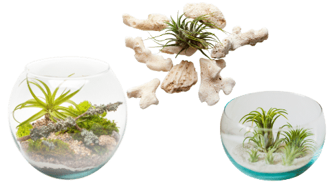 Air Plant Care Guide